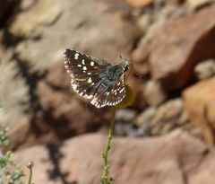 Spialia