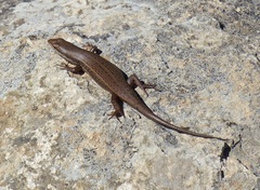 Trachylepis variegata