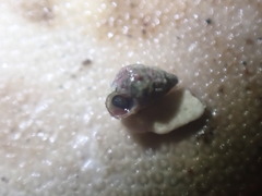 Eatoniella
