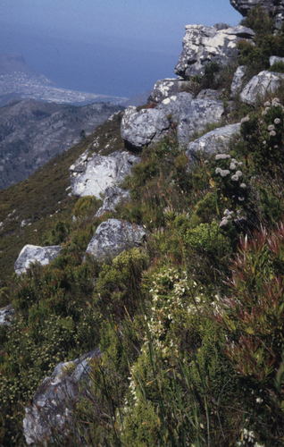 Image of Erica sociorum by (c) Tom Lloyd Evans, some rights reserved (CC BY-SA)