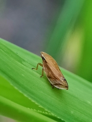Clovia