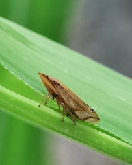 Clovia
