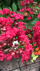 Lagerstroemia indica