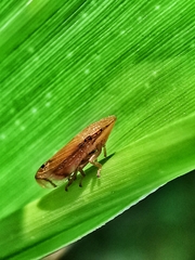 Clovia