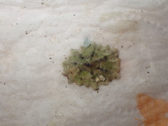 Patelloida corticata