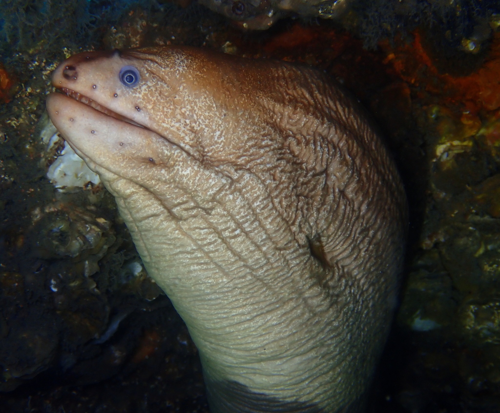 Australian Green Moray from Sydney NSW, Australia on July 13, 2021 at ...