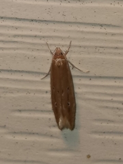 Limnaecia phragmitella