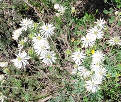 Thalictrum petaloideum
