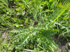 Cirsium maackii