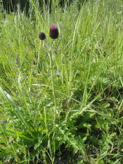 Cirsium maackii
