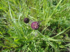 Cirsium maackii