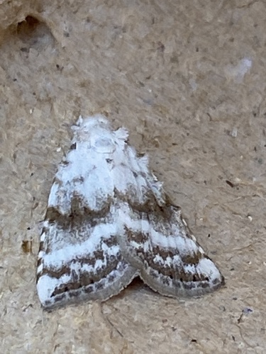 Kent Black Arches, photo 4 of 10
