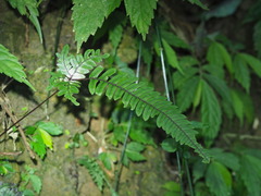 Pteris aspericaulis