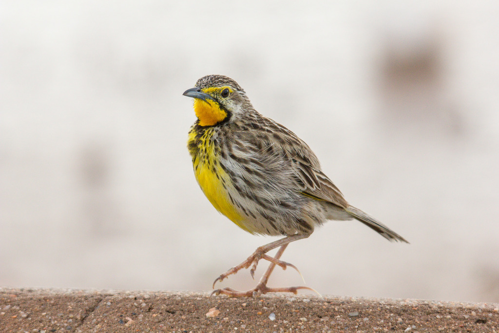 Pangani Longclaw photo