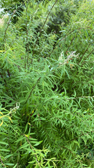 Magnoliopsida