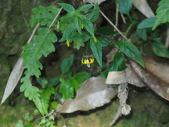 Lysimachia capillipes