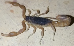 Hottentotta eminii