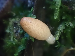 Cordyceps meneristitis