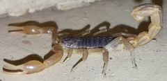 Hottentotta eminii