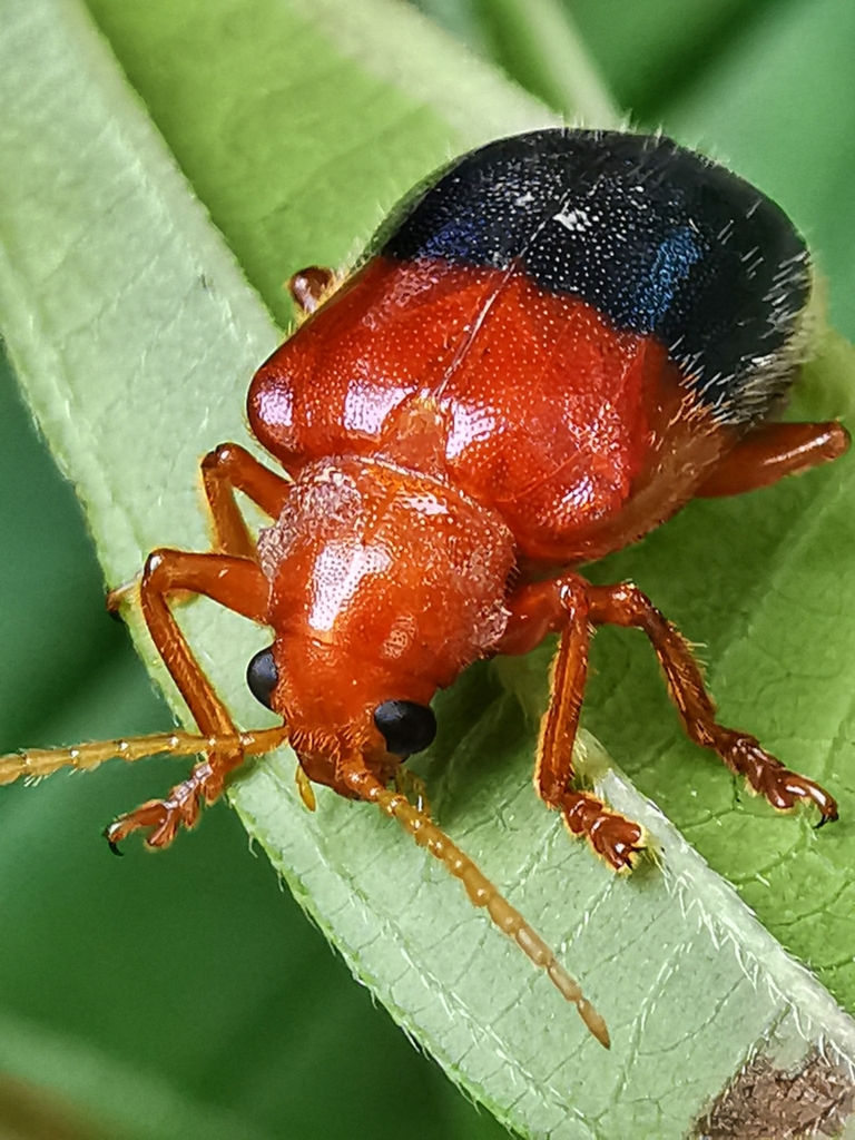 Goniopleura auricoma