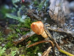 Cordyceps meneristitis