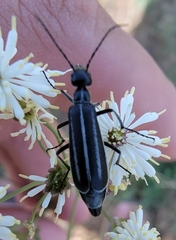 Epicauta megalocephala