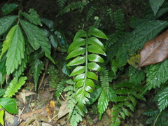 Asplenium wrightii