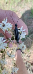 Epicauta megalocephala