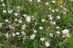 Gypsophila repens