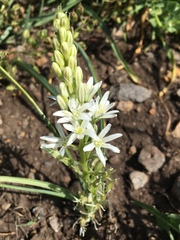 Ornithogalum narbonense