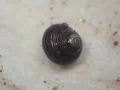 Micrelenchus huttonii