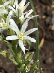 Ornithogalum narbonense