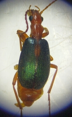 Brachinus sclopeta