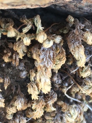 Selaginella eremophila