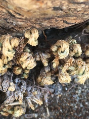 Selaginella eremophila