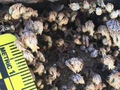 Selaginella eremophila