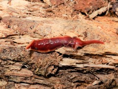 Arthurdendyus testaceus