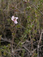 Leptospermum squarrosum