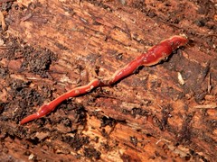 Arthurdendyus testaceus