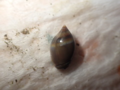 Amalda depressa