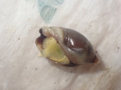 Amalda depressa
