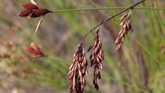 Thamnochortus insignis