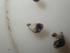 Eatoniella