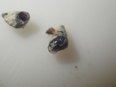 Eatoniella