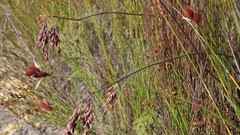 Thamnochortus insignis