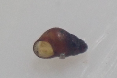Eatoniella