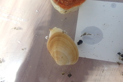 Venerupis largillierti