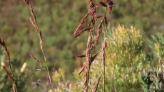 Thamnochortus insignis