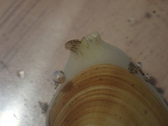 Venerupis largillierti