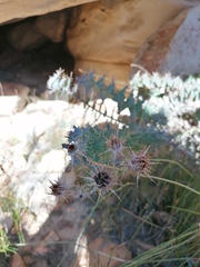 Berkheya cruciata cruciata